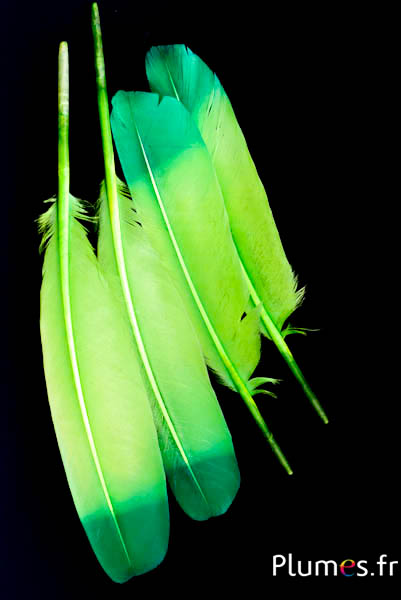 Cygne - 30-33 cm - lime-vert